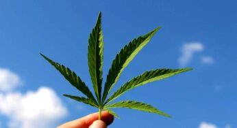 Legalize All Drugs: Imagine the world if drugs become legal