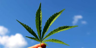 Cannabis Legalize Drugs #Drug liberalization #Cannabis