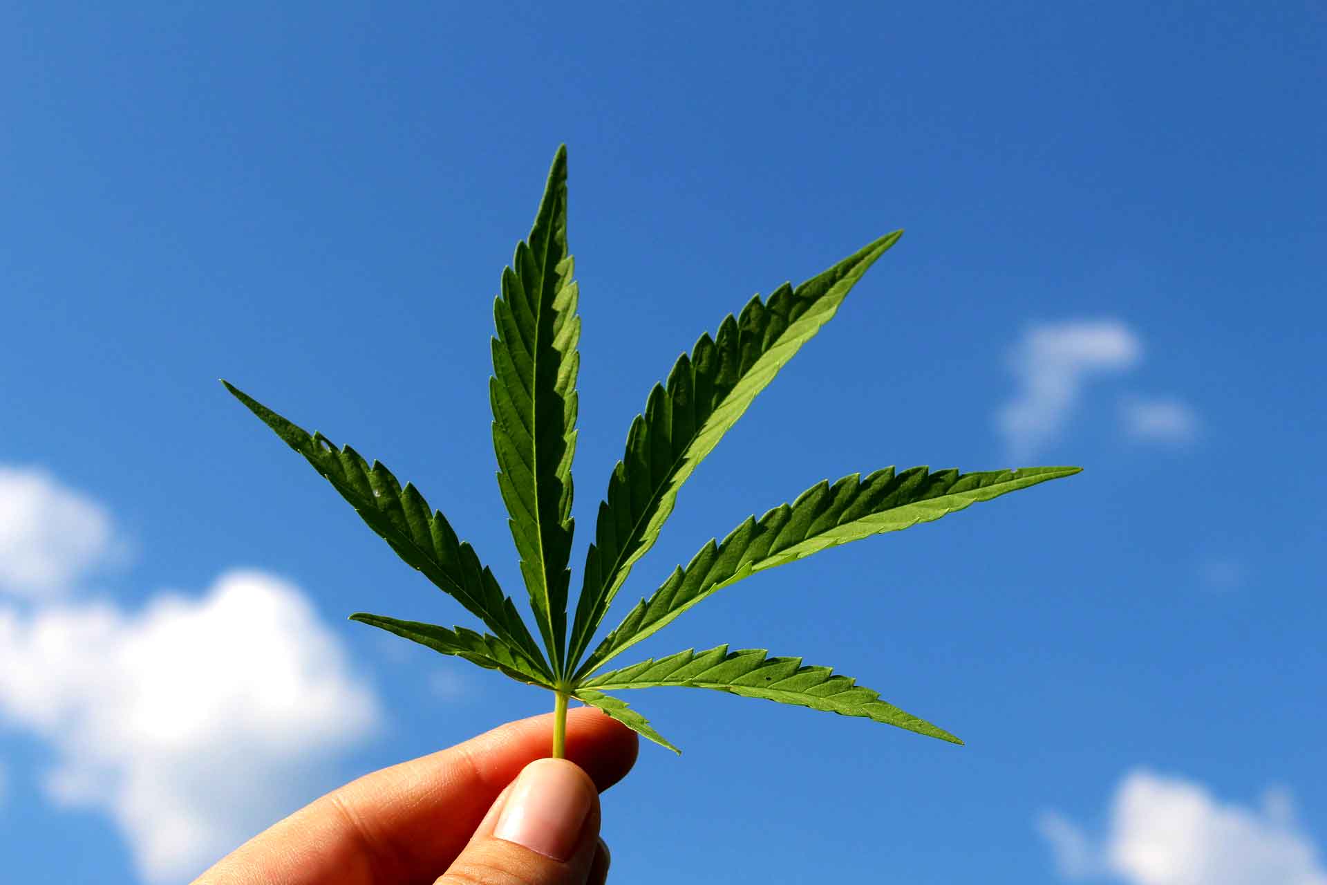 Cannabis Legalize Drugs #Drug liberalization #Cannabis