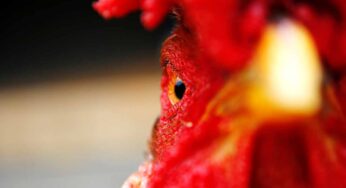 The Chicken debate: Why is chicken so cheap?