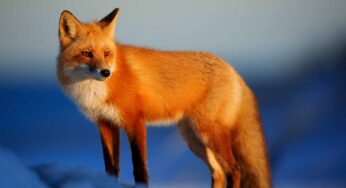 Humans – Animals: A complicated relationship on Earth