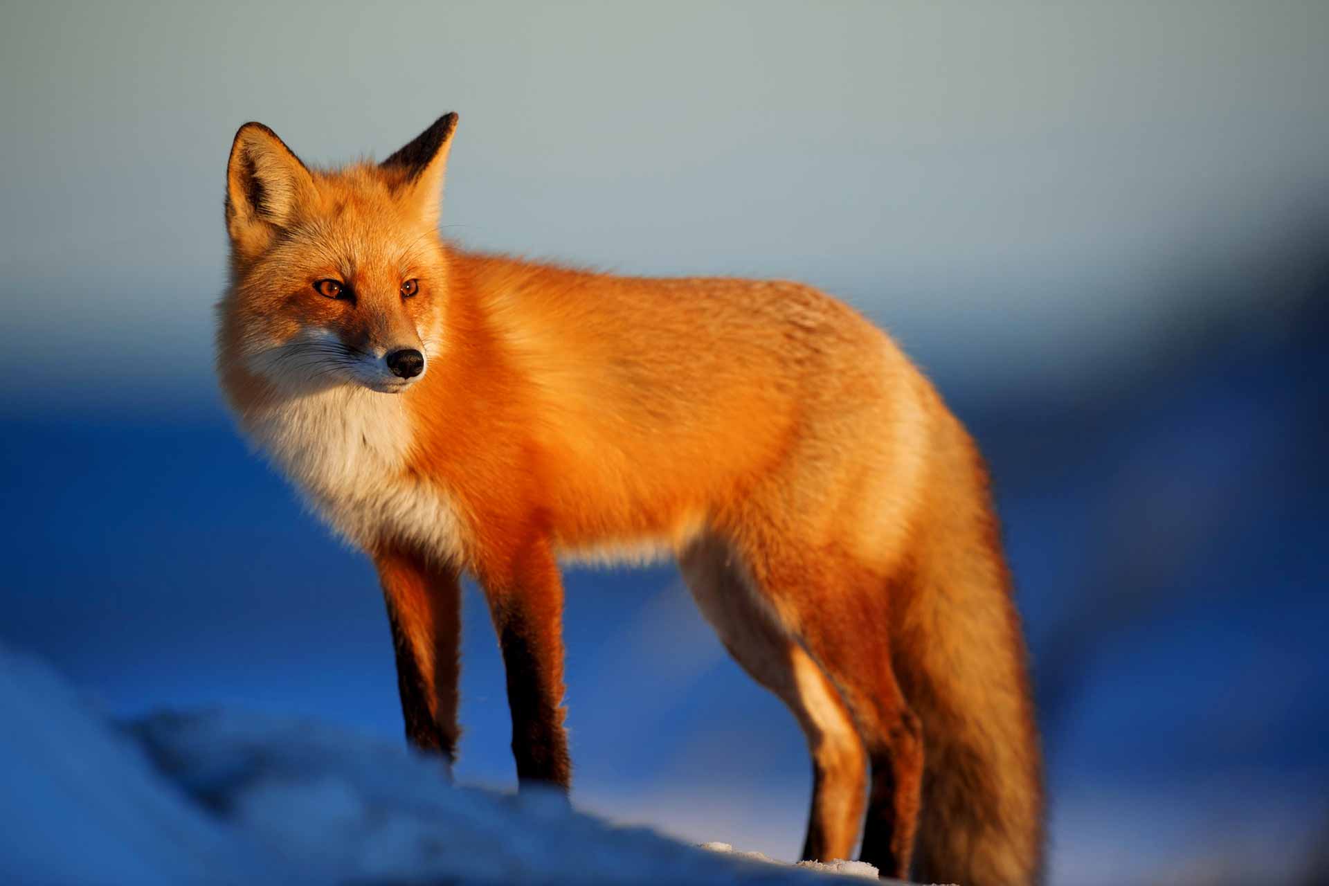 Fox Nature Animals Wild Animal Wildlife