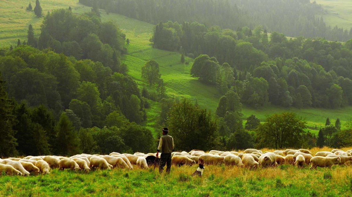 Sheep Farmer Shepherd Agriculture