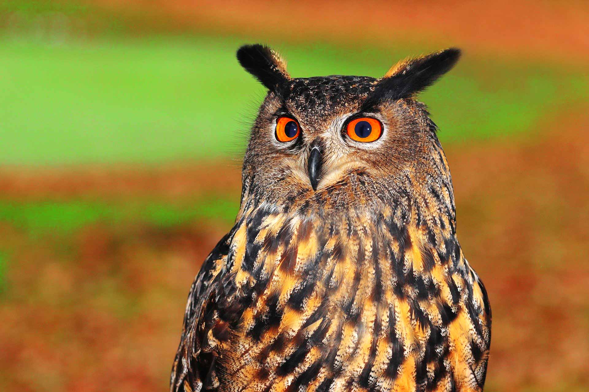 European eagle-owl bird