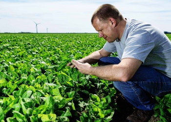 Agriculture - A farmer controlling the spinach harvest