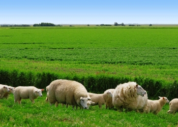 Agriculture - Sheeps grazing next to a peas field