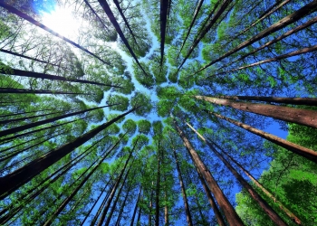 Tree Forest Sky