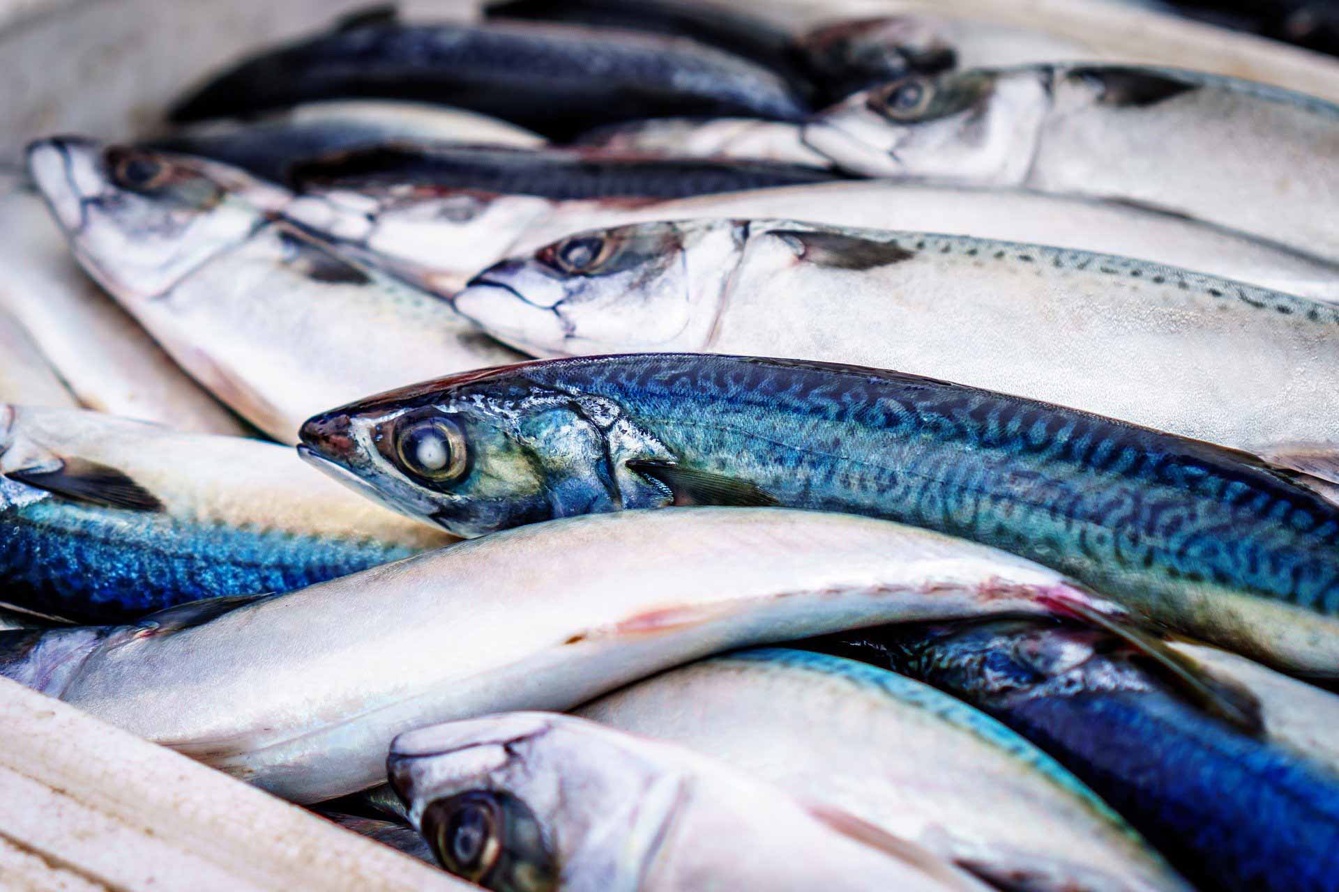 Fish Quotas rule fishing opportunities in the Baltic Sea