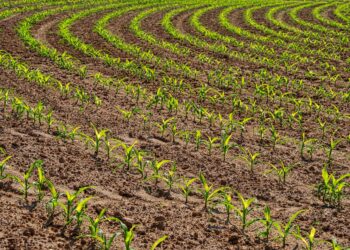 agriculture field farm