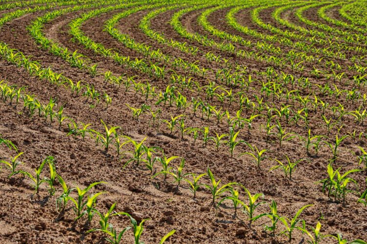 agriculture field farm