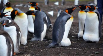 After Brexit will the UK lose the Falkland Islands?