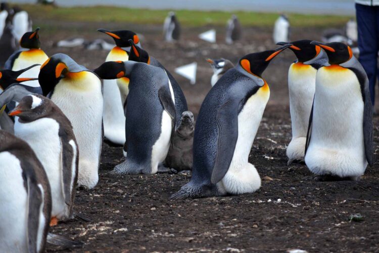 Penguins in the Falkland Islands