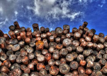 Forest timber logging