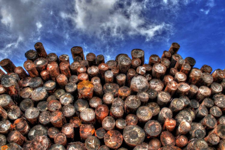 Forest timber logging