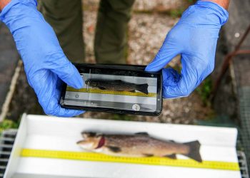 A member of the Idrolife team working in the outside pools of the fish hatchery