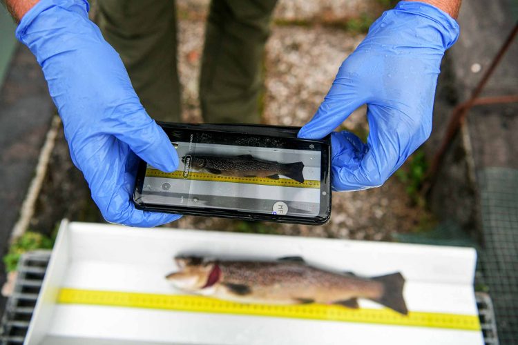 A member of the Idrolife team working in the outside pools of the fish hatchery