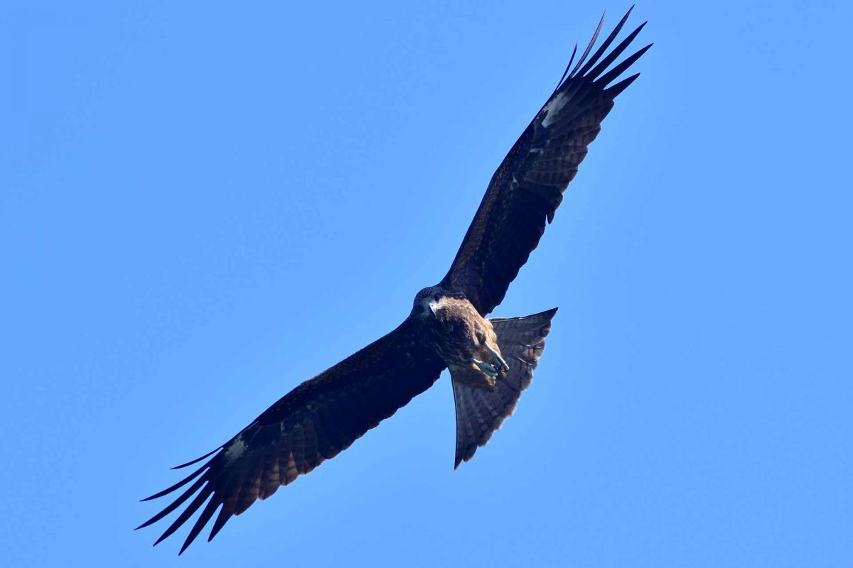 eagle bird in nature