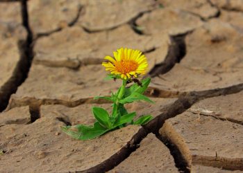 flower in dry ground drought