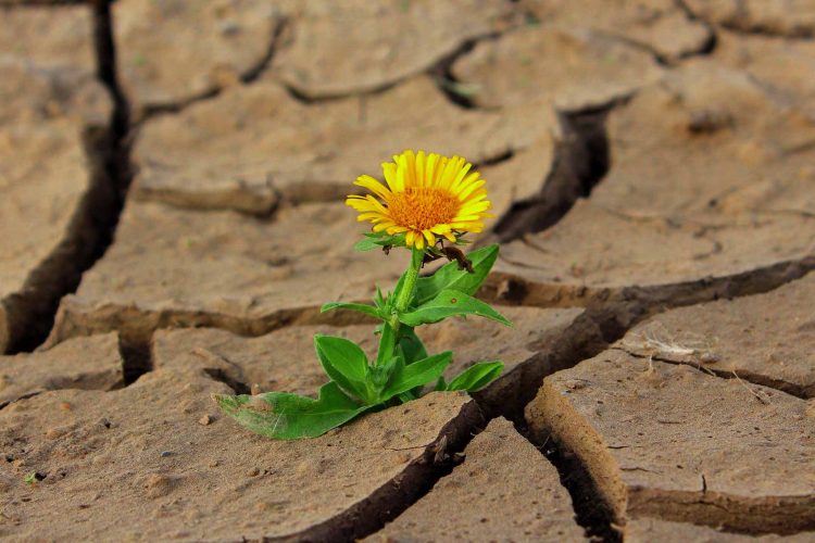 flower in dry ground drought