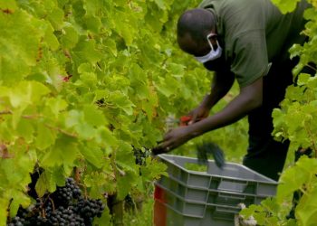 refugee integration in the vineyards