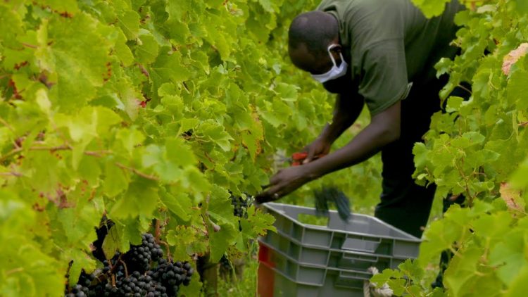 refugee integration in the vineyards