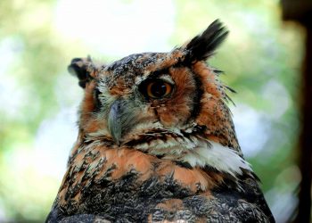 owl bird in nature