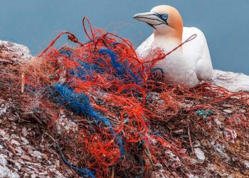 safety net plastic pollution