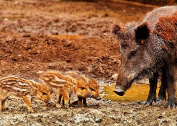 wild boar - African swine fever virus - pigs