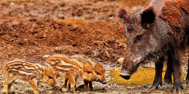 wild boar - African swine fever virus - pigs