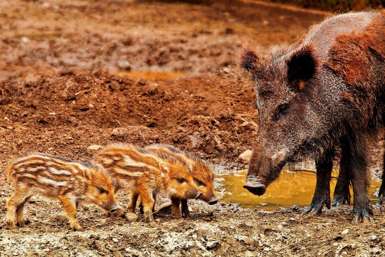 wild boar - African swine fever virus - pigs