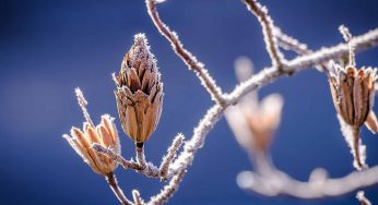 Polar vortex responsible for Texas deep freeze, warm Arctic temperatures
