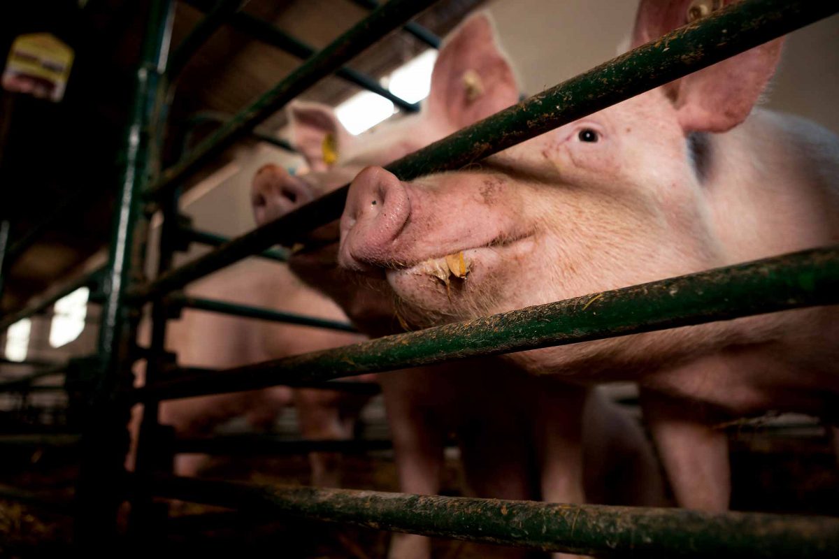 pigs eating in a cage